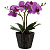 Настольная лампа Globo Flowerpower 28003